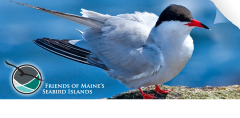Maine Seabirds logo