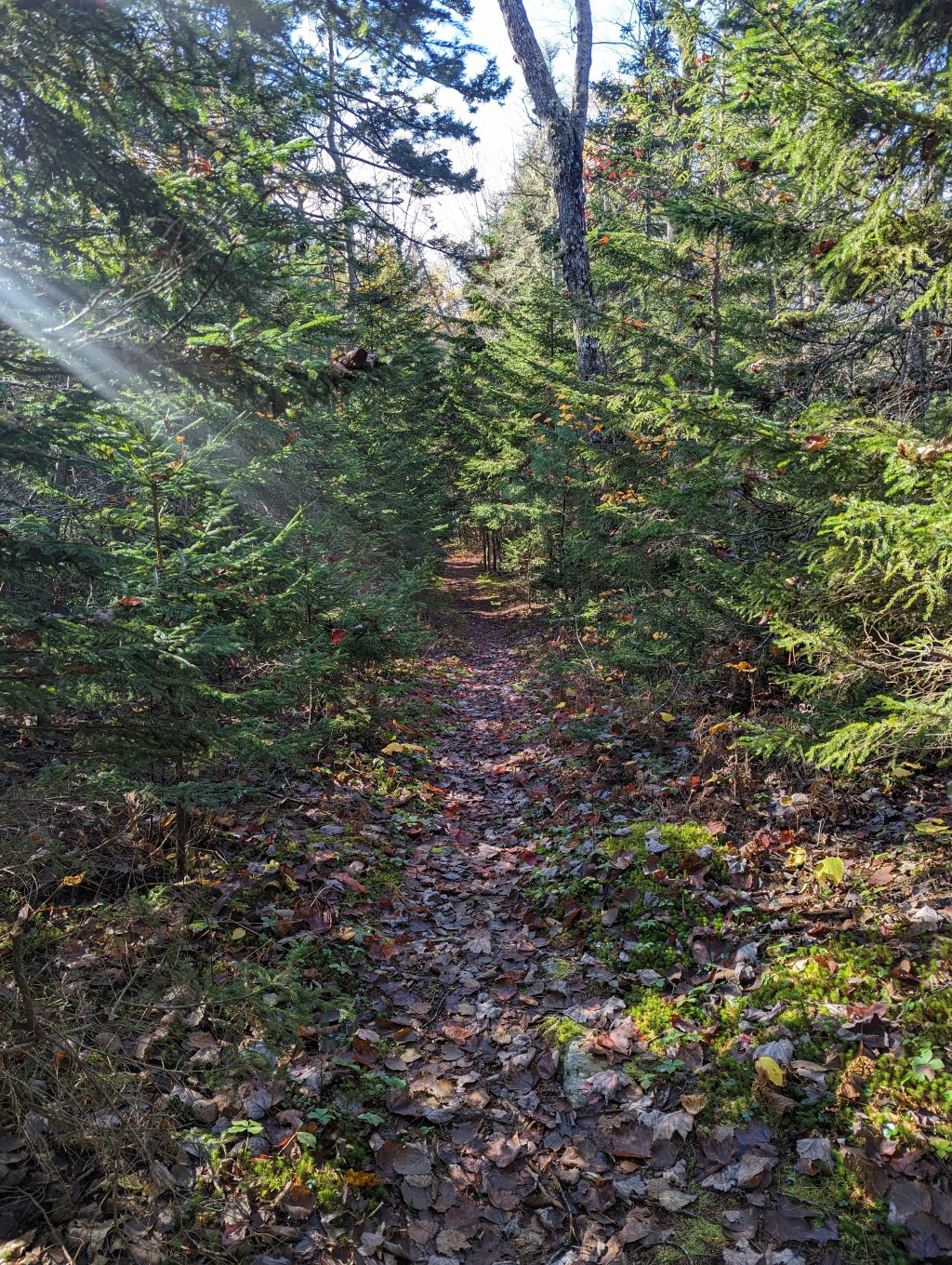 Deep-Dive into the MDOT Offshore Wind Facility Draft Pre-Application Alternatives Analysis: 