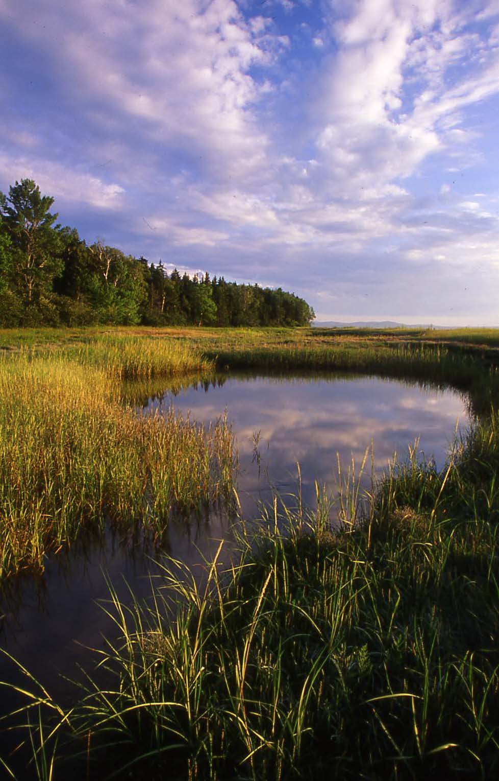 Sears Island – The Beating Heart of Penobscot&nbsp;Bay