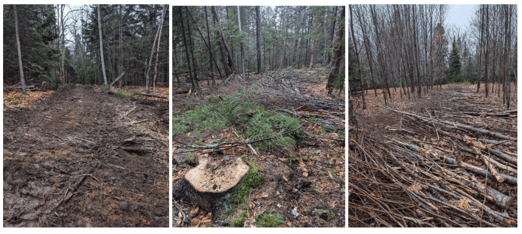 Clearing, Grading and Tree Cutting on Sears&nbsp;Island