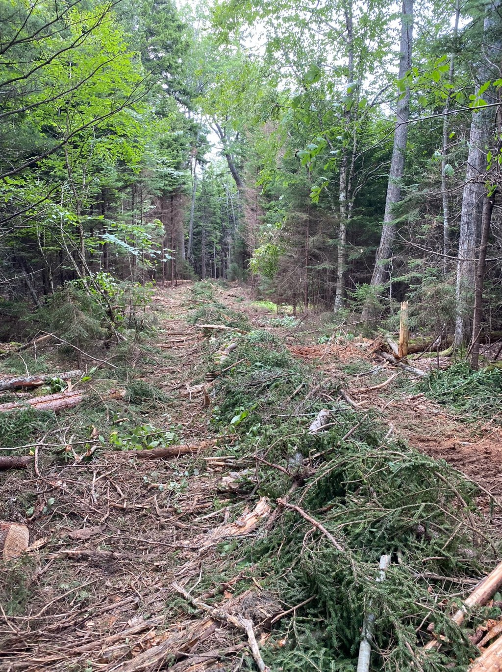 Estimates of Carbon Sequestration at the Planned Windport site on Sears&nbsp;Island